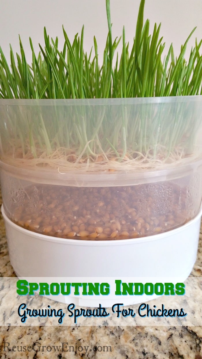 Have you thought of growing your own sprouts? Maybe for yourself or your chickens? Check out this post on Sprouting Indoors - Growing Sprouts For Chickens.