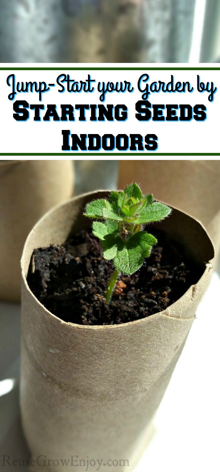 Three small green plants growing in cardboard tubes in front of a indoor window. Text overlay that says "Jump-Start your Garden by Starting Seeds Indoors".