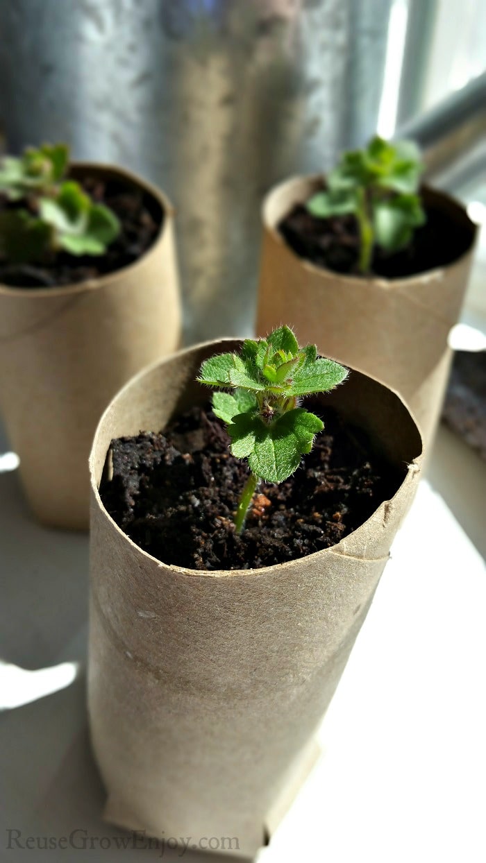 Three small green plants growing in cardboard tubes in front of a indoor window.