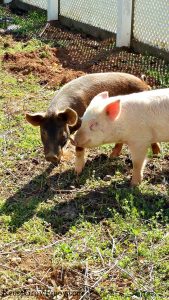 One brown pig and one pink pig rooting up a garden area.