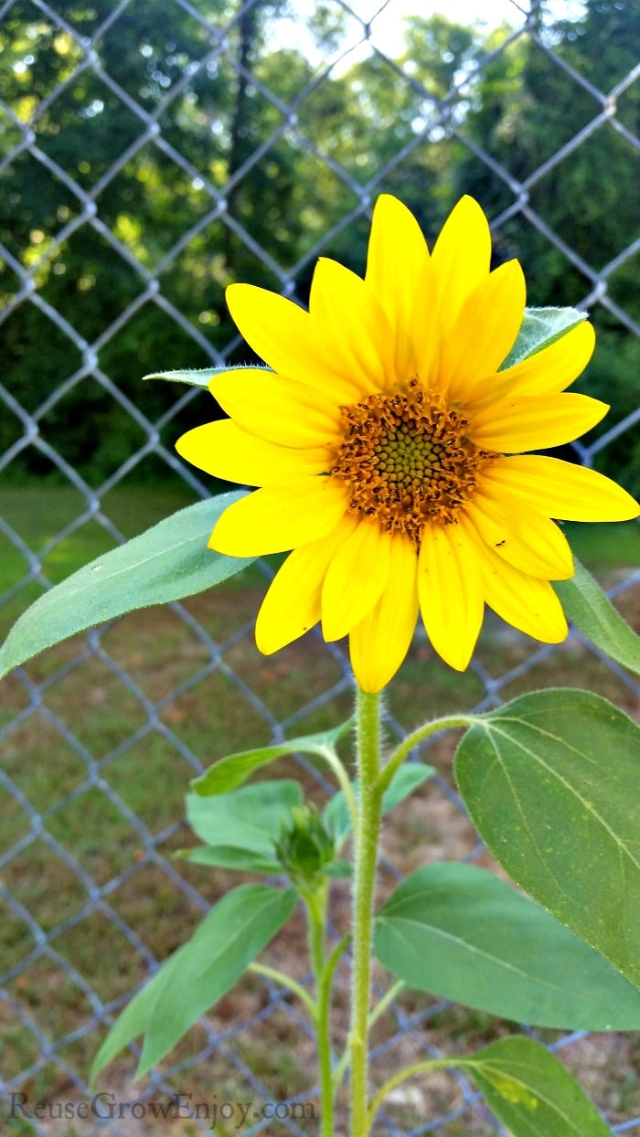 Sunflower In Yard with fence in background.