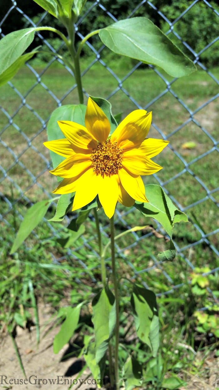 Small sunflower with fence in background.