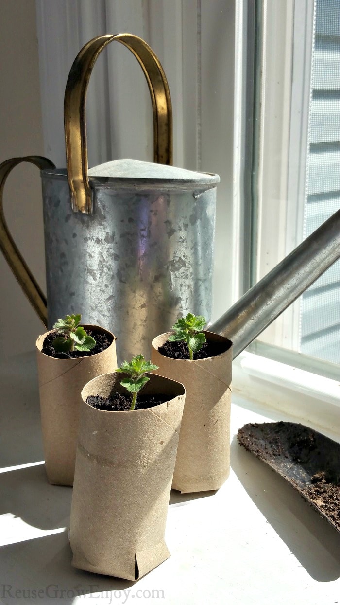 Tin watering can in the back with three tp tube seed starters in front with small plants starting in them. All sitting in front of a sunny window.