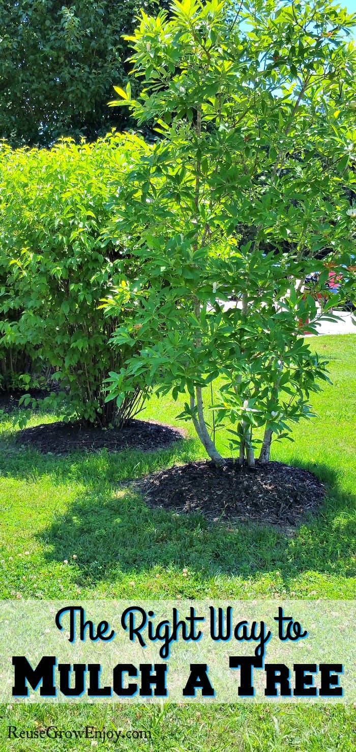 Are you looking to do a little yard work and add some mulch to your trees? If so, you may want to check out these tips on the right way to mulch a tree.