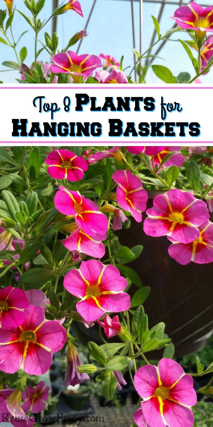 Hanging basket with pink flowers with yellow stripes. Text overlay that says Top 8 Plants For Hanging Baskets.