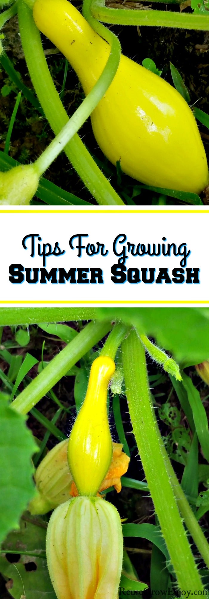 If you will be growing a garden this year and thinking about growing squash, I have some tips to share with you. Check out these Tips For Growing Summer Squash! This is always one of my must haves in the garden!