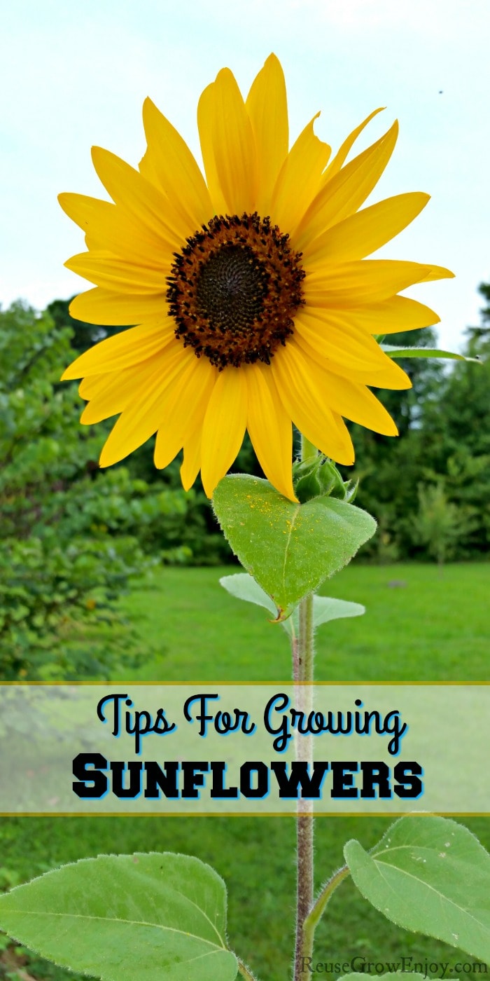 Sunflower with yard and trees in the background. Text overlay that says Tips For Growing Sunflowers.