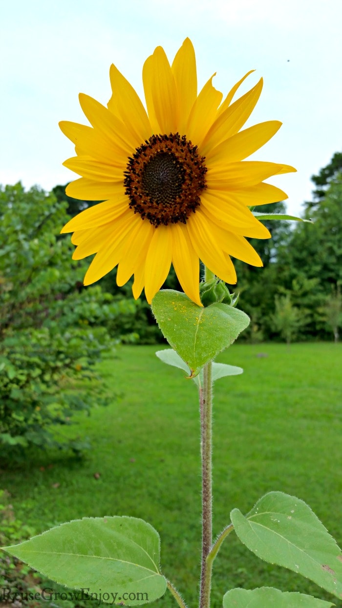 Growing sunflowers in the yard and trees in the background.