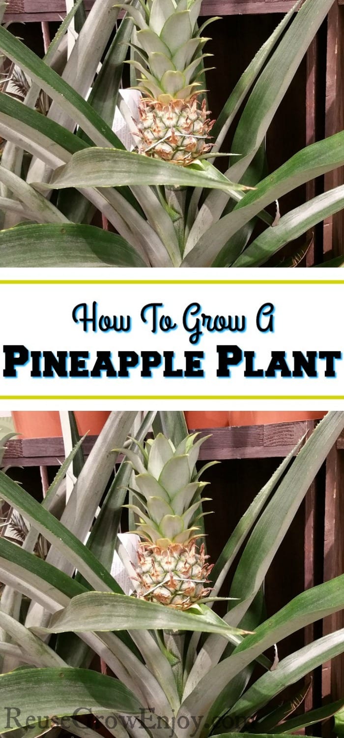 Two small pineapples growing from plant with a text overlay in the middle that says "How To Grow A Pineapple Plant".