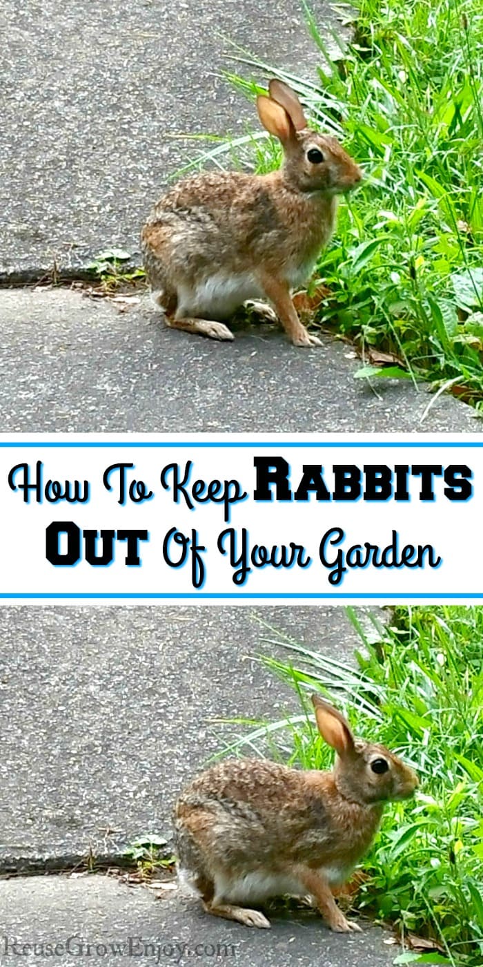 Two rabbits eating grass by sidewalk. Text overlay in middle that says How To Keep Rabbits Out Of Your Garden.