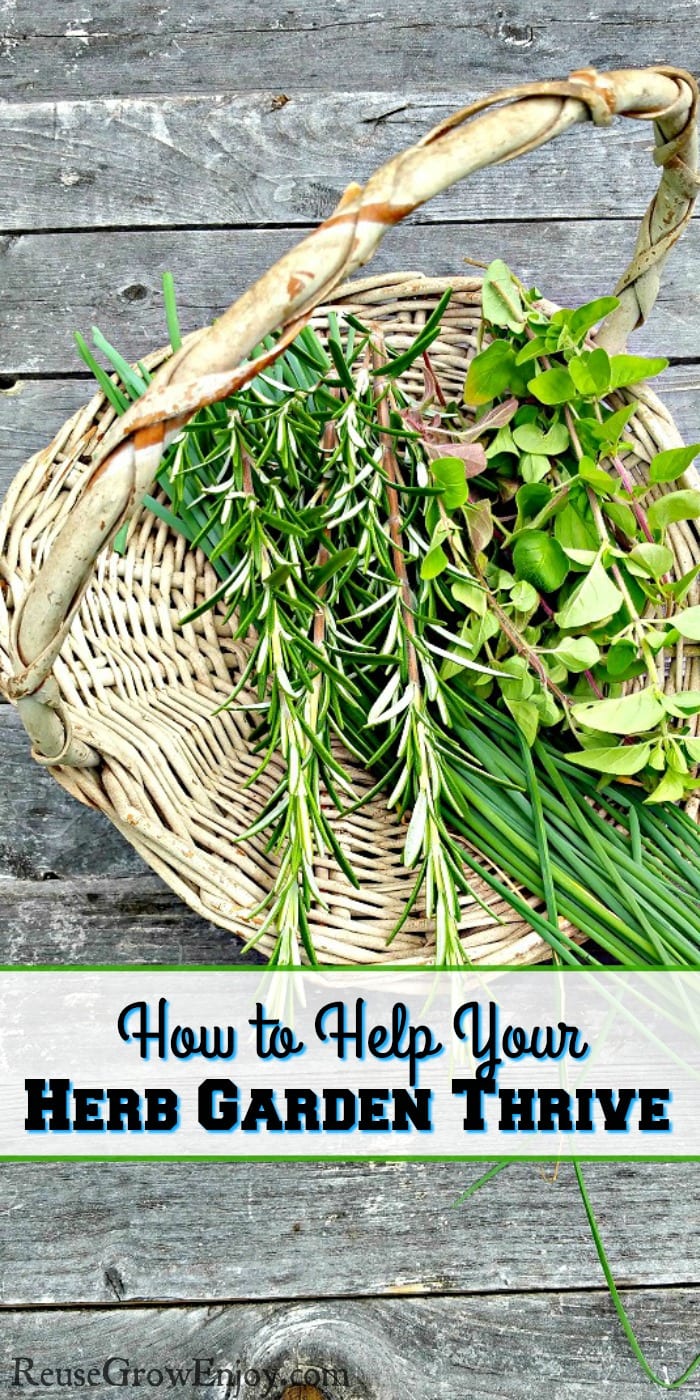 A flat basket with fresh cut herbs in it sitting on natural wood boards. Text overlay that says "How To Help Your Herb Garden Thrive".
