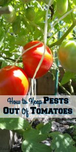 How to Keep Pests Out Of Tomatoes - Keep More Tomates For Yourself!