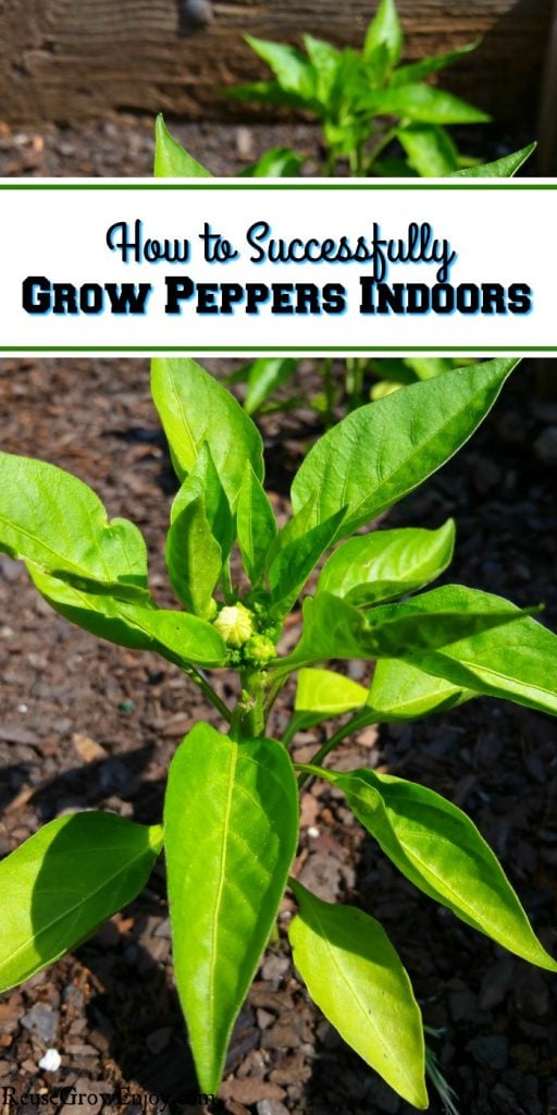 How to Successfully Grow Peppers Indoors Reuse Grow Enjoy