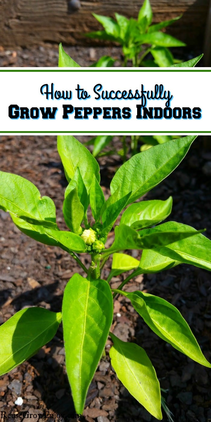 Can't have a garden outdoors but love fresh peppers? Did you know you can grow them indoors? I am going to share some tips on How to Successfully Grow Peppers Indoors!