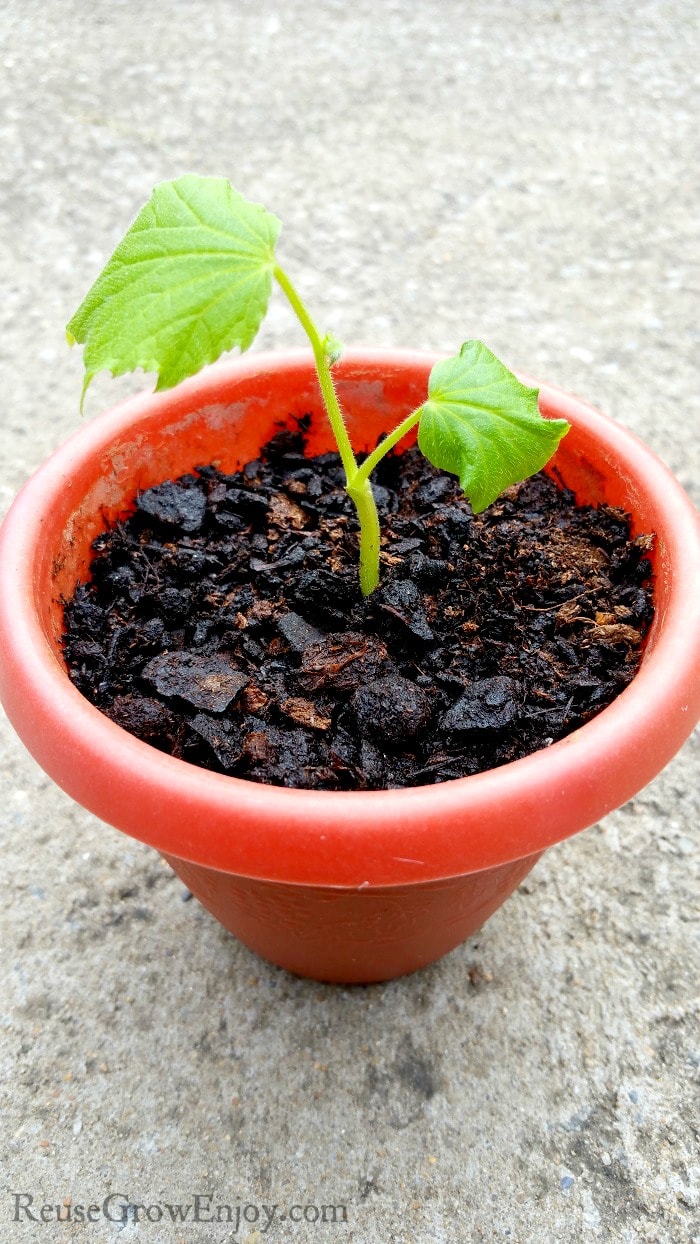 Wanting to grow some fresh cucumbers and don't have much space? Check out these tips on growing cucumbers in containers! You can even do indoors!