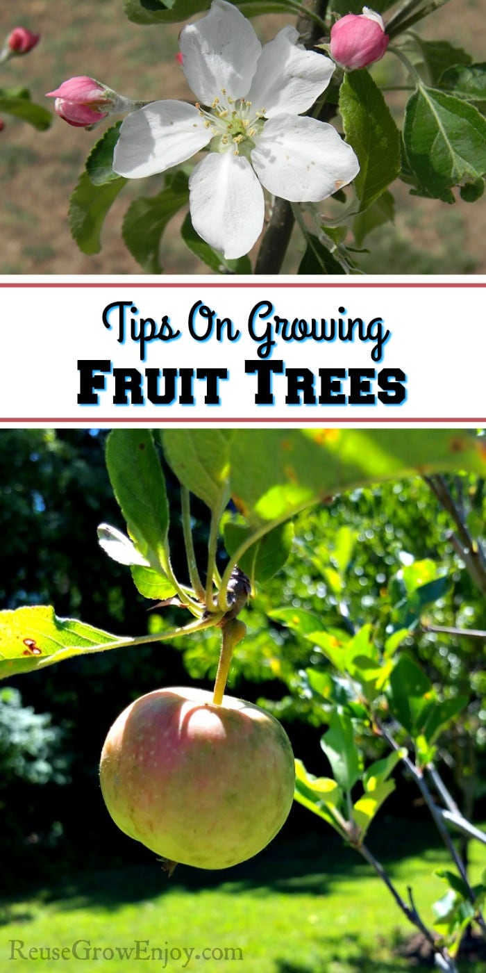 Are you wanting to plant some fruit trees and not sure where to start? I am going to share a few tips on growing fruit trees to help you get started.