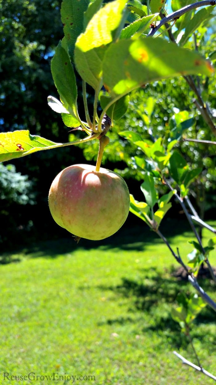 Are you wanting to plant some fruit trees and not sure where to start? I am going to share a few tips on growing fruit trees to help you get started.