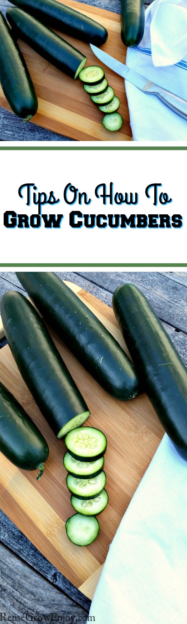 When one thinks of gardens and growing food in the summer, many minds instantly think "grow cucumbers". But what if you don't know how to grow cucumbers? If that is the case, I am going to share a few great cucumber growing tips with you.