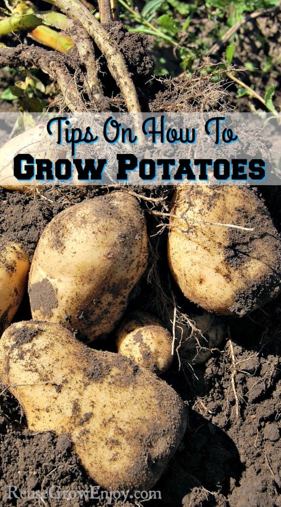 Tips On How To Grow Potatoes - Reuse Grow Enjoy