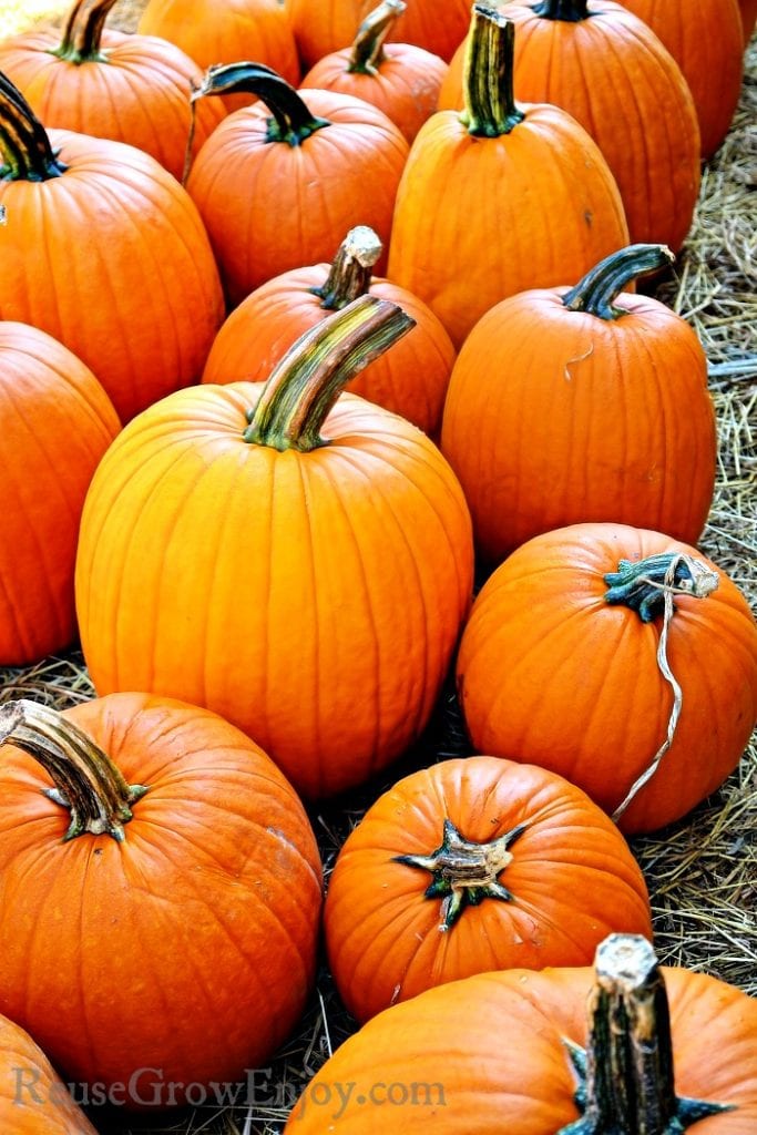Tips On How To Grow Pumpkins Reuse Grow Enjoy