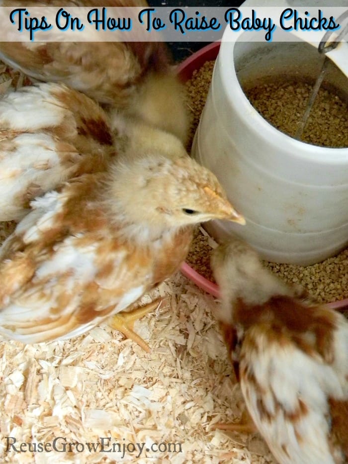 Tips On How To Raise Baby Chicks