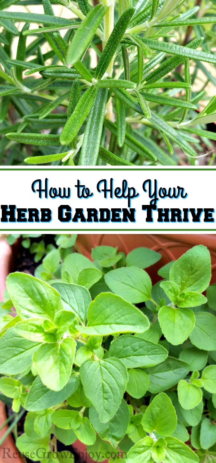 Top is a rosemary plant and the bottom is a oregano plant. In the middle there is a text overlay that says "How To Help Your Herb Garden Thrive".