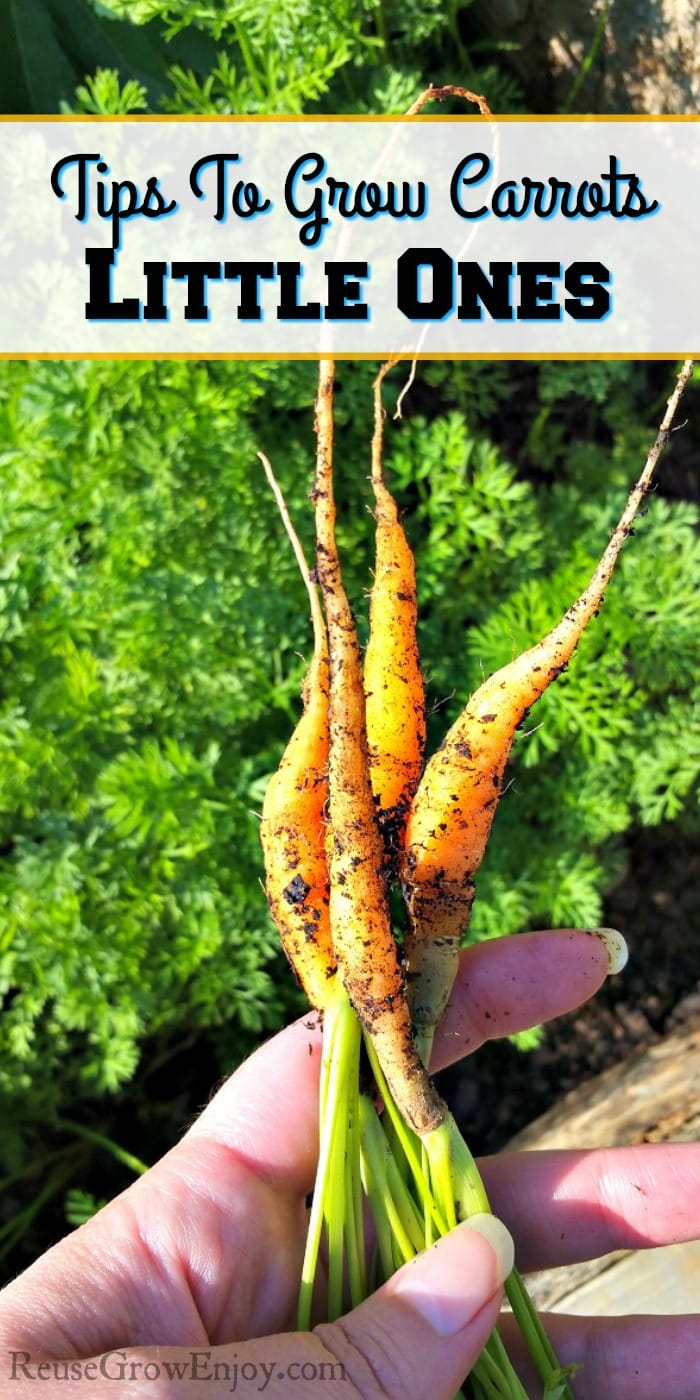 Have you ever wanted to grow carrots? Maybe even those sweet tender little baby carrots? I am going to share some tips on how to grow carrots - little ones!