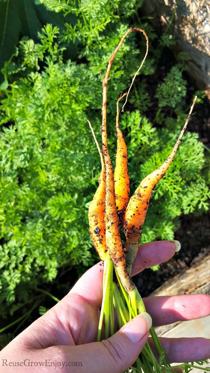 Have you ever wanted to grow carrots? Maybe even those sweet tender little baby carrots? I am going to share some tips on how to grow carrots - little ones!