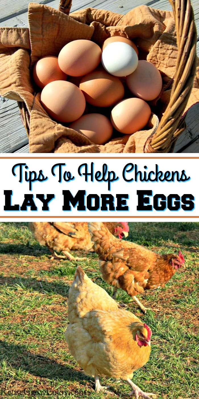 Top of the image is a basket full of fresh eggs. Bottom is three chickens scratching in grass. In the middle is a text overlay that says Tips To Help Chickens Lay More Eggs.