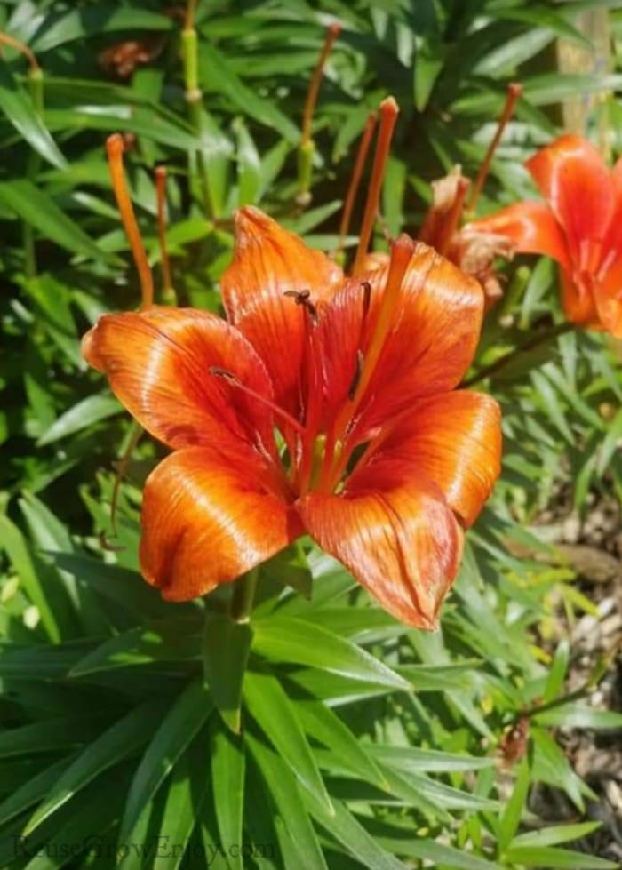 Bright orange lily in sunlight