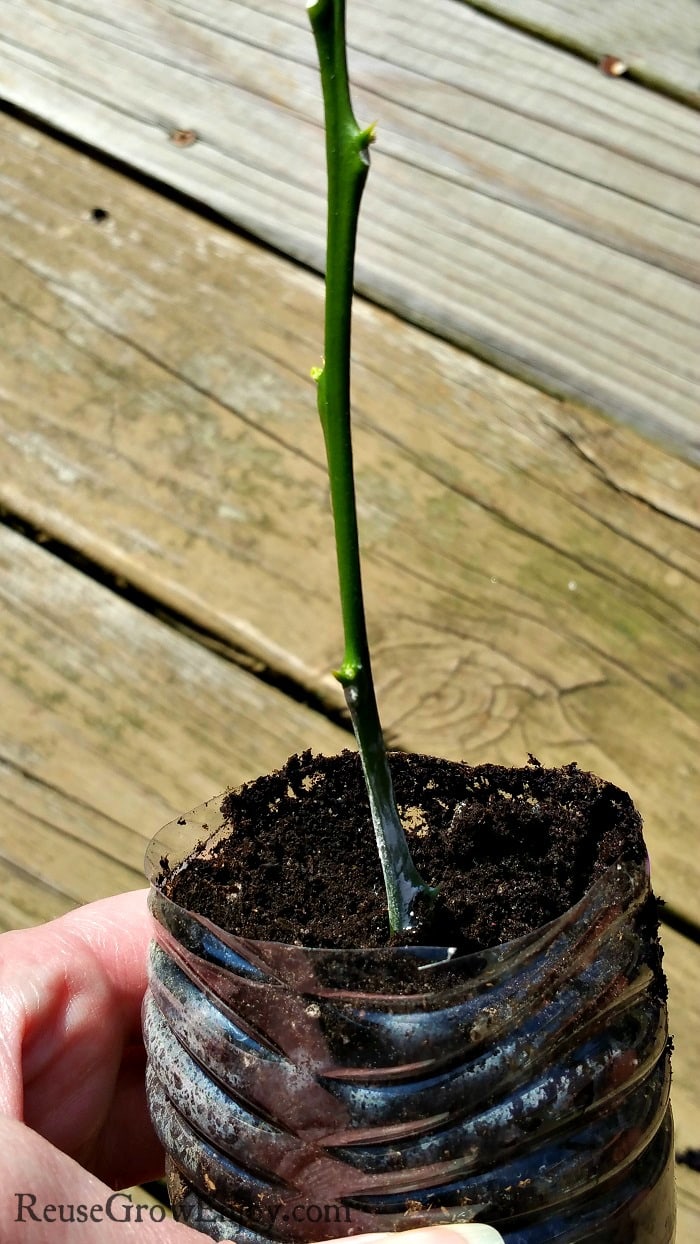 Cutting from plant dipped in hormone and planted in a reused cut off water bottle.