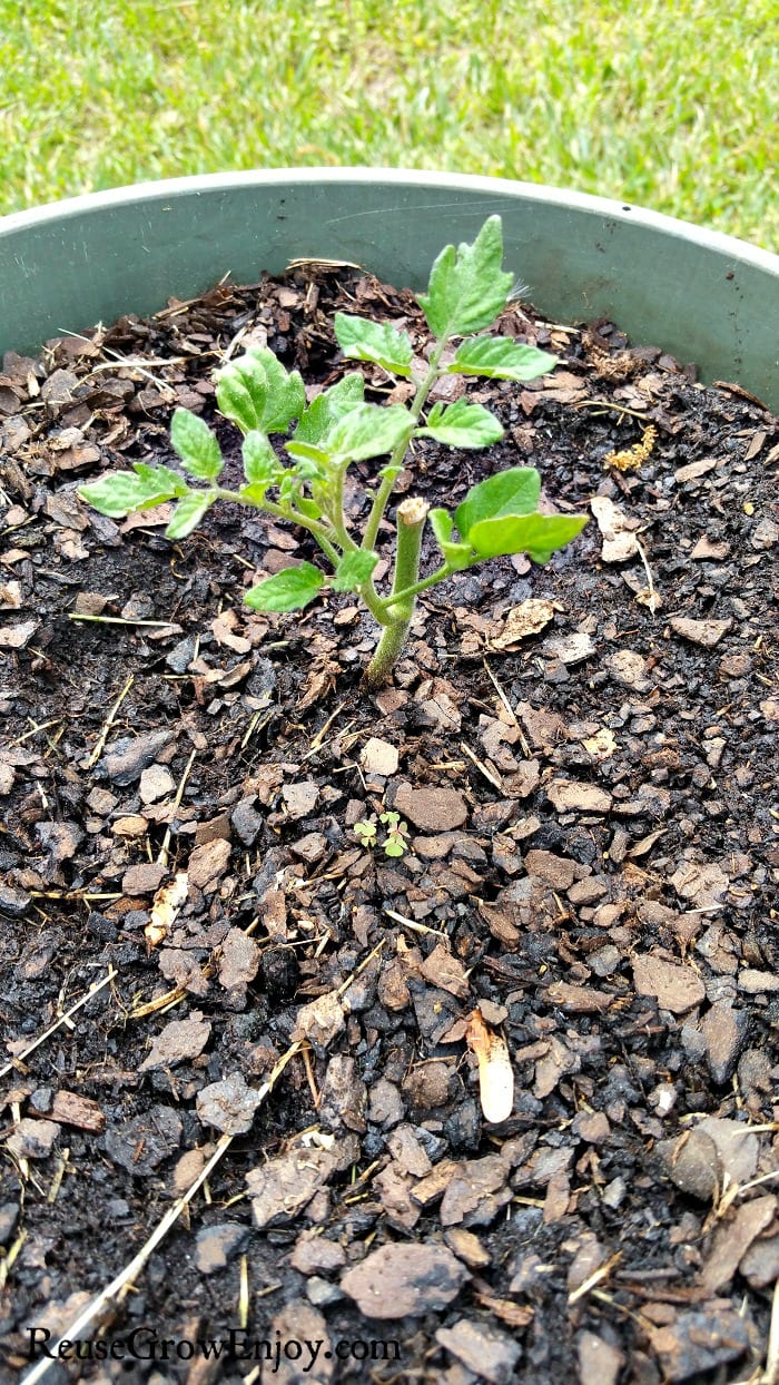 Tomato Plant Coming Back After Frost Hit and plant was trimmed.