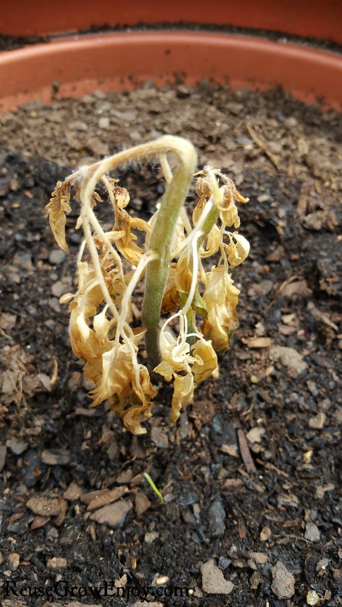 Tomato Plant Hit By Frost