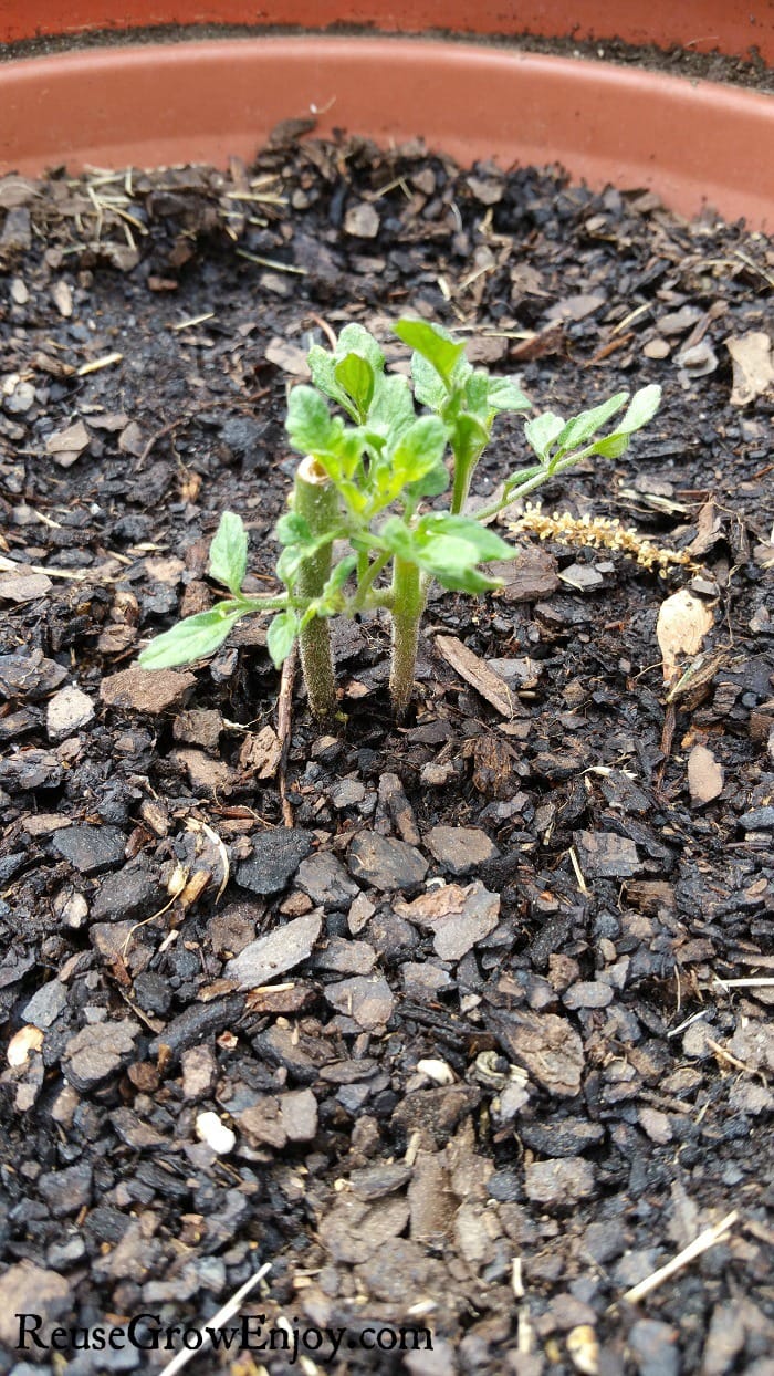 Tomato Plant Regrowing After the dead part was cut off after Frost hit.