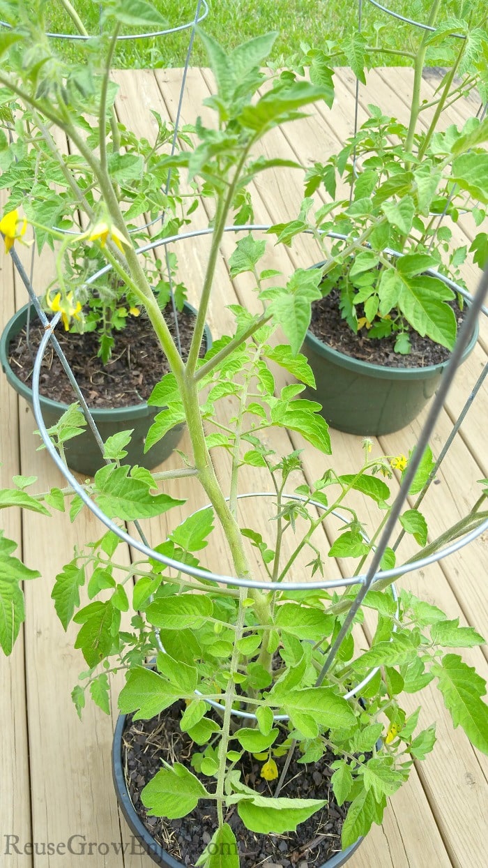 Tomato plants growing in pots with cages around them.