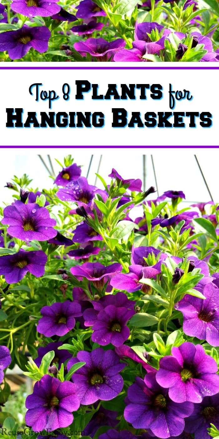 Hanging basket full of bright purple flowers with a text overlay that says Top 8 Plants for Hanging Baskets.