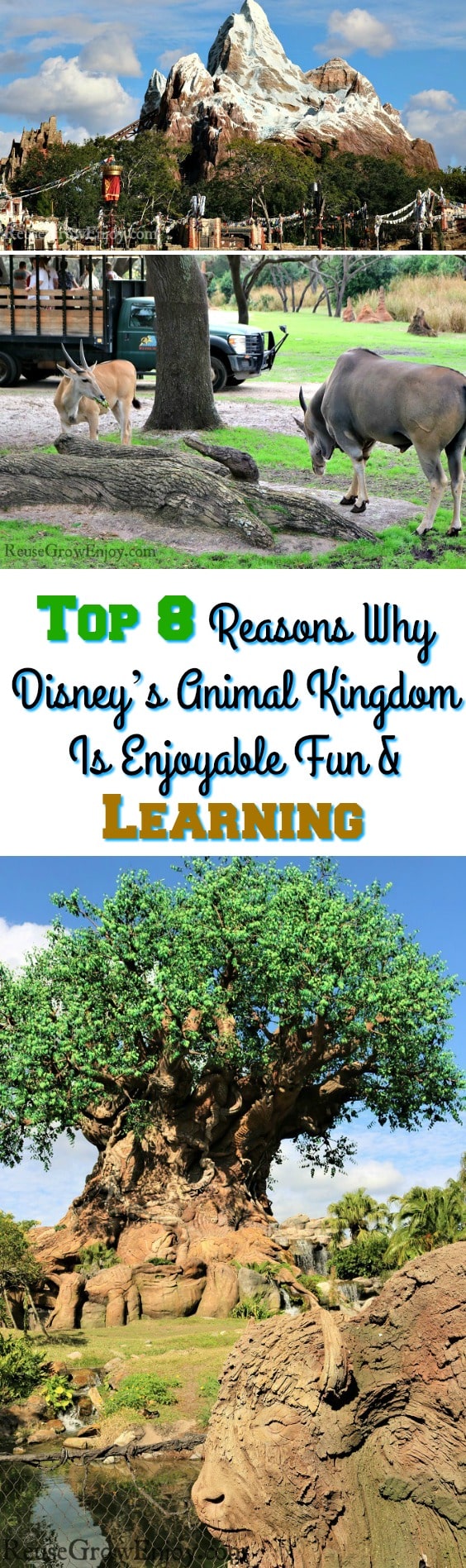 Looking for somewhere enjoyable to take the family? Check out these top 8 reasons Why Disney’s Animal Kingdom Is Perfect Fun For The Family & Learning!