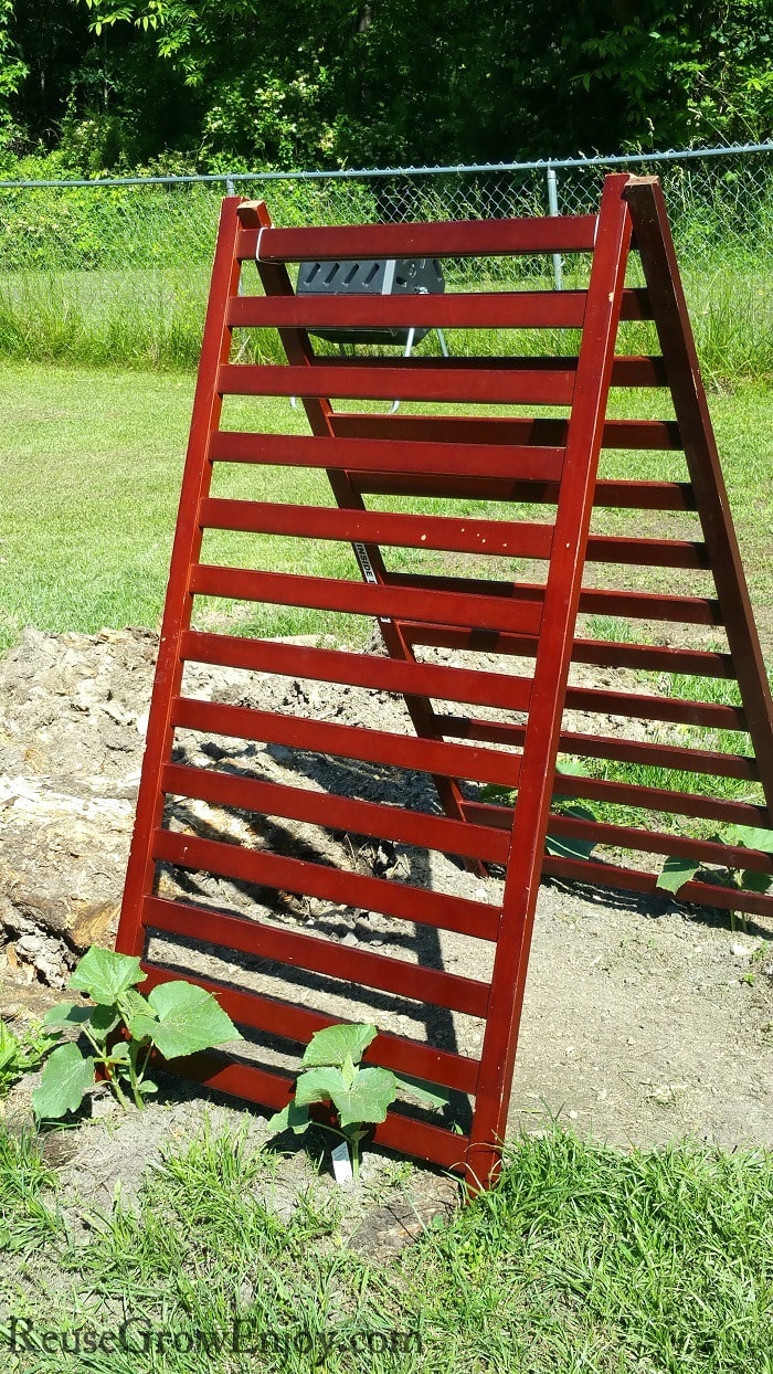 Trellis over plants