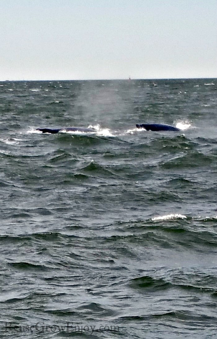 Two whales just showing above the water.