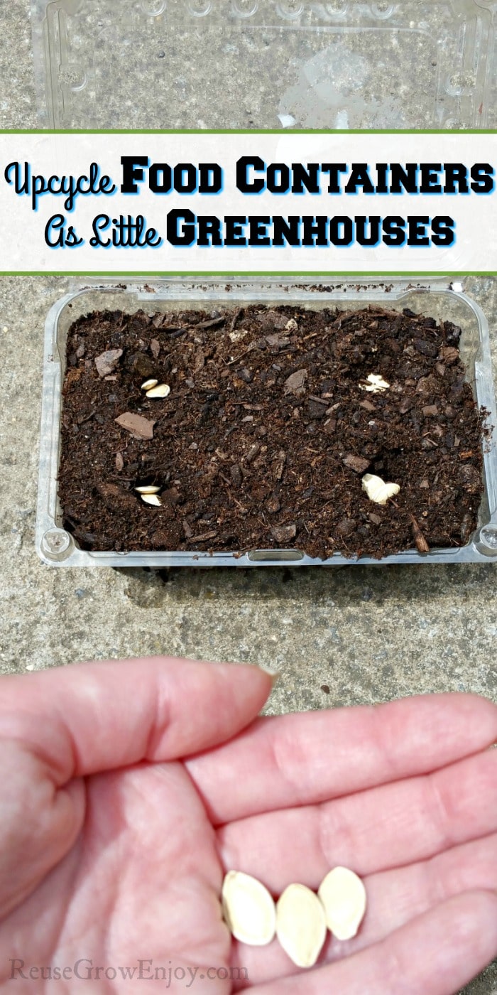 Seeds being placed in holes in dirt. Text overlay in the middle that says Upcycle Food Containers As Little Greenhouses.