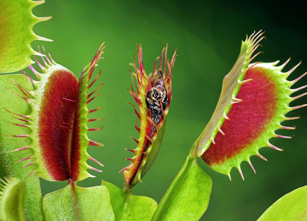 Venus Flytrap Plant With Cought Fly