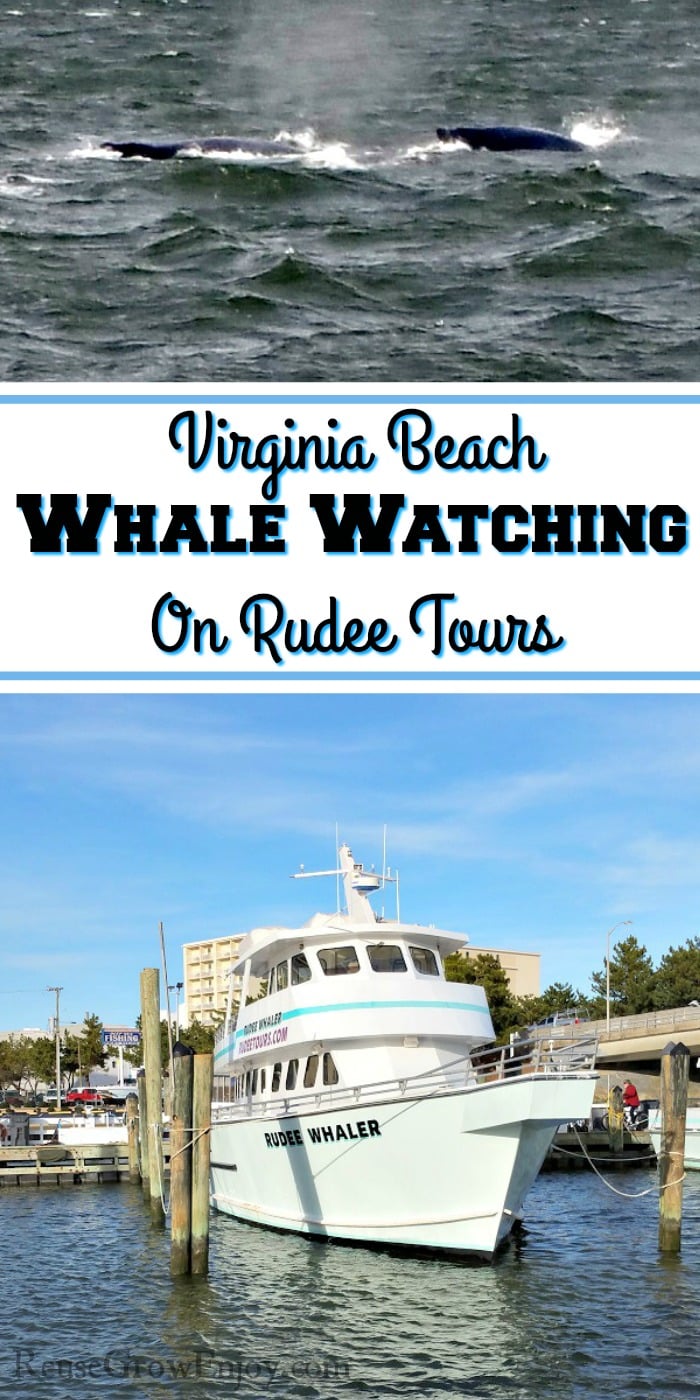 Whale tour boat at bottom. Two whales just coming out of water at the top. In the middle is a text overlay that says Virginia Beach Whale Watching On Rudee Tours.