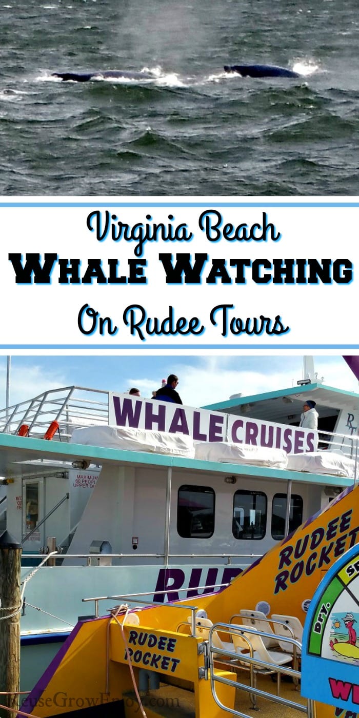 Whale tour boat at bottom. Two whales just coming out of water at the top. In the middle is a text overlay that says Virginia Beach Whale Watching On Rudee Tours.