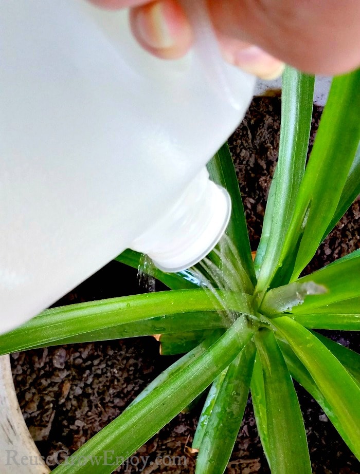 Milk jug with holes in cap to be used as a watering can. Pouring water onto a plant.