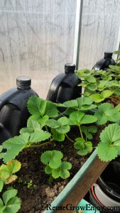 Black water jugs behind strawberry plants in a greenhouse