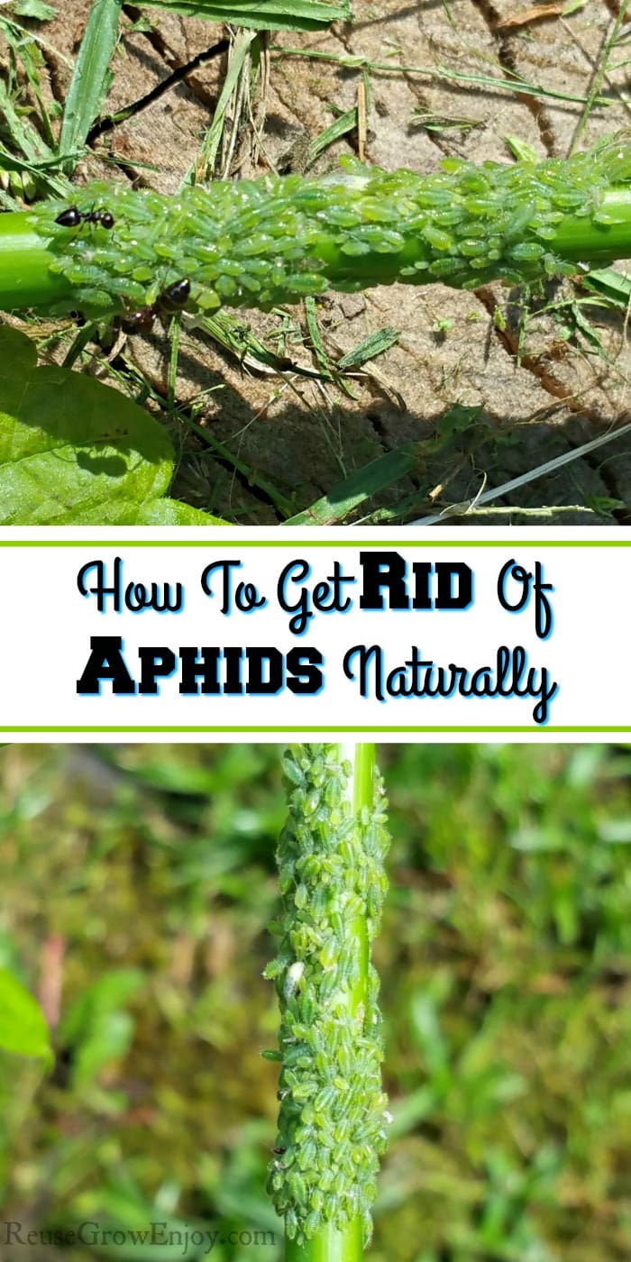 A branch top and bottom covered in aphids. Text overlay in the middle that says How To Get Rid Of Aphids Naturally.