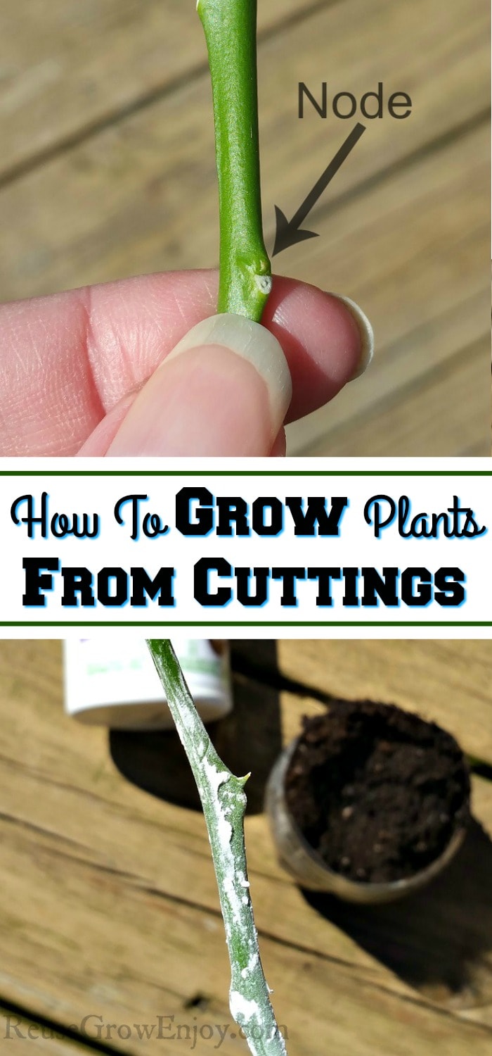 Top is Fingers holding a plant cutting just below the node. Bottom is cutting dipped in growth hormone. Middle is text overlay that says "How To Grow Plants From Cuttings".