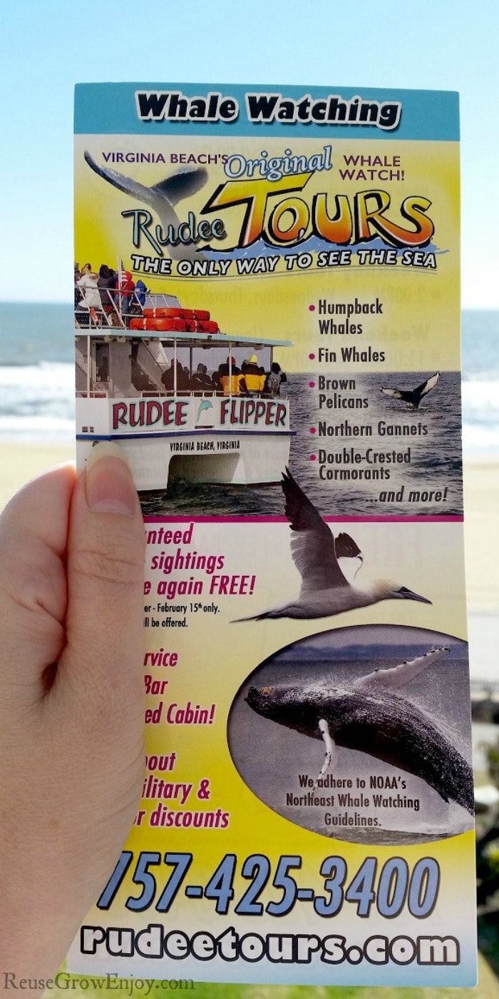 Hand holding a flyer for Virginia Beach whale watching tour with the beach in the background.