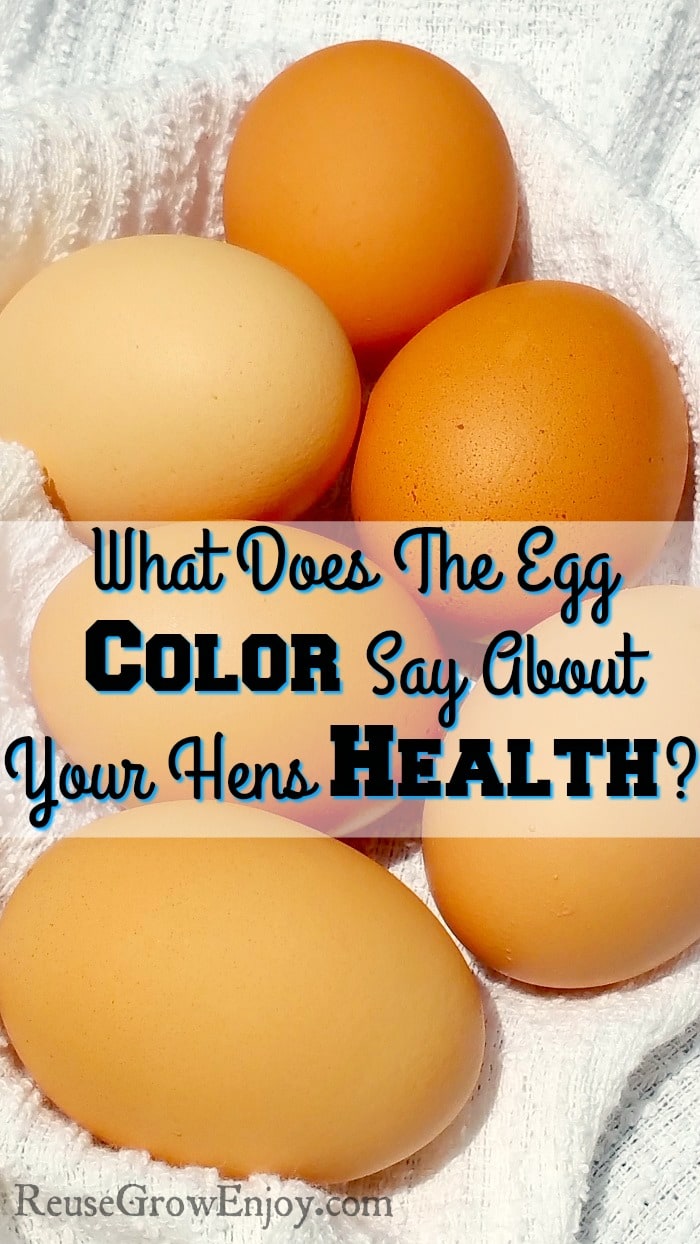 What Does The Egg Color Say About Your Hens Health