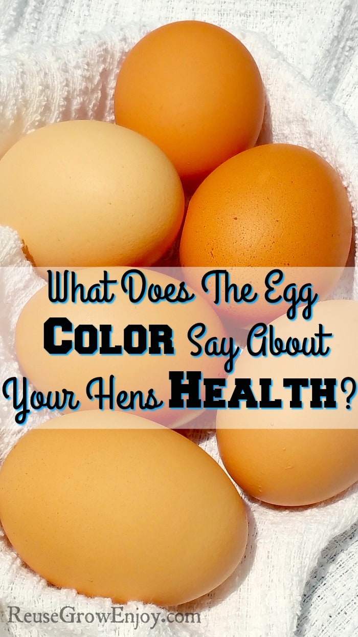 Question of the Week: Why Are My Eggs All Different Colors and Sizes?